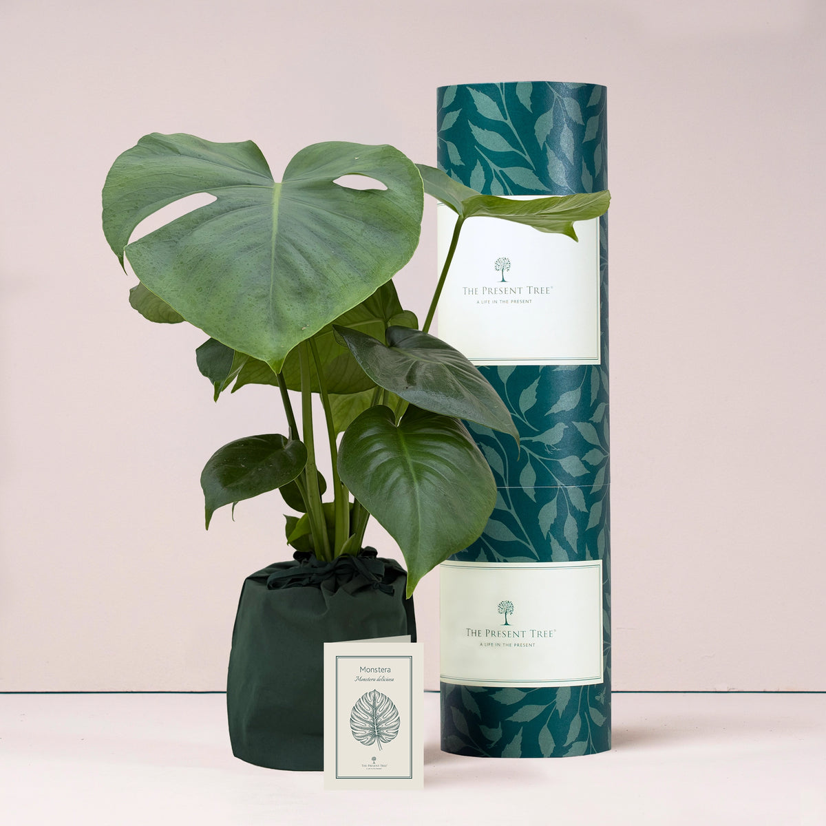 Large Monstera gift in green bag with tree care guide and The Present Tree packaging tube on a plain background. 