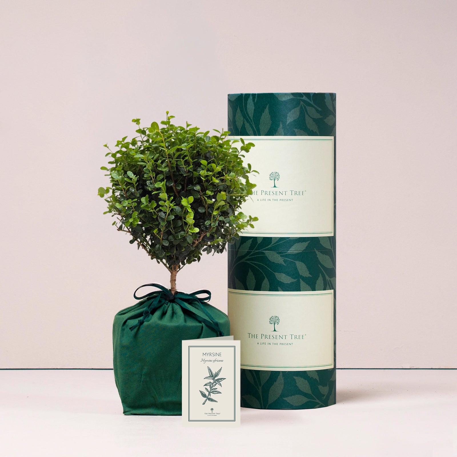 Small Myrtle tree gift in green bag with tree care guide and The Present Tree parcel in plain background
