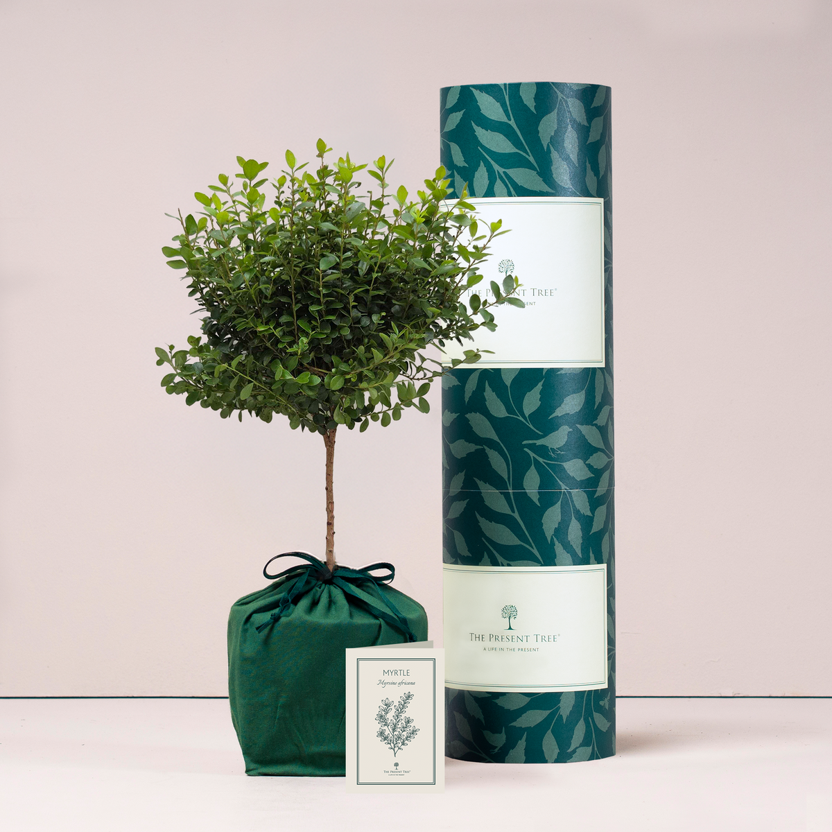 Large Myrtle tree gift in green bag with tree care guide and The Present Tree parcel in plain background
