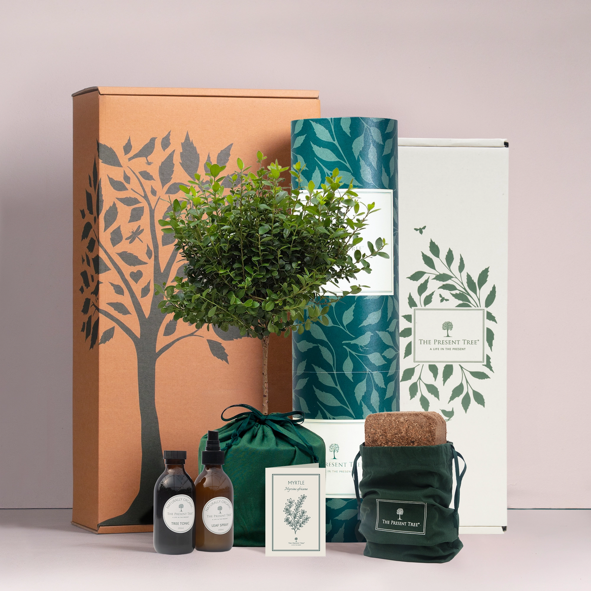 Large Myrtle tree gift in green bag with tree care guide and The Present Tree gift hamper, including tree tonic, leaf spray and compost brick, in plain background. 