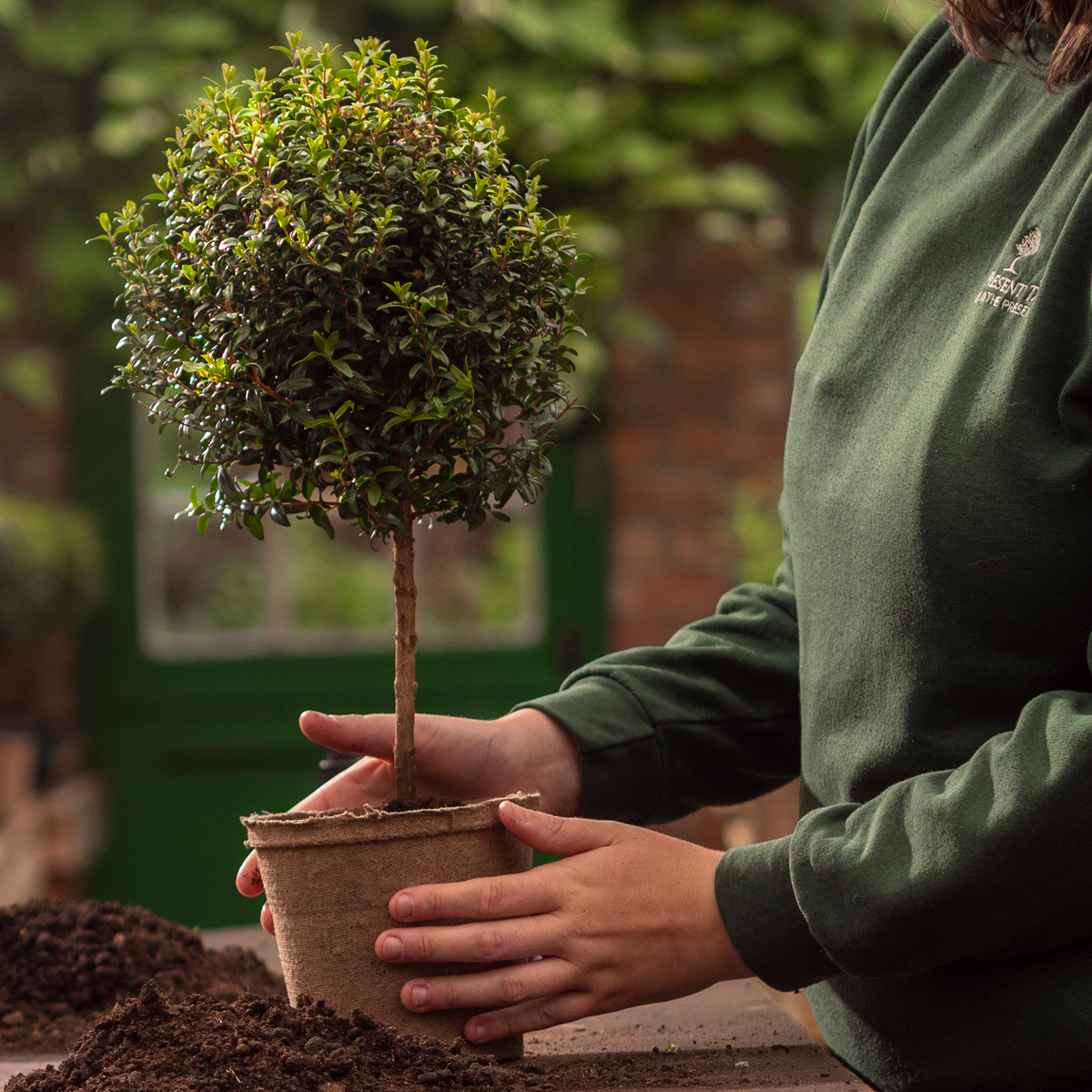 A person in a green sweatshirt holds a large, neatly pruned Myrtle tree in a brown organic pot, with soil and a blurred garden background.