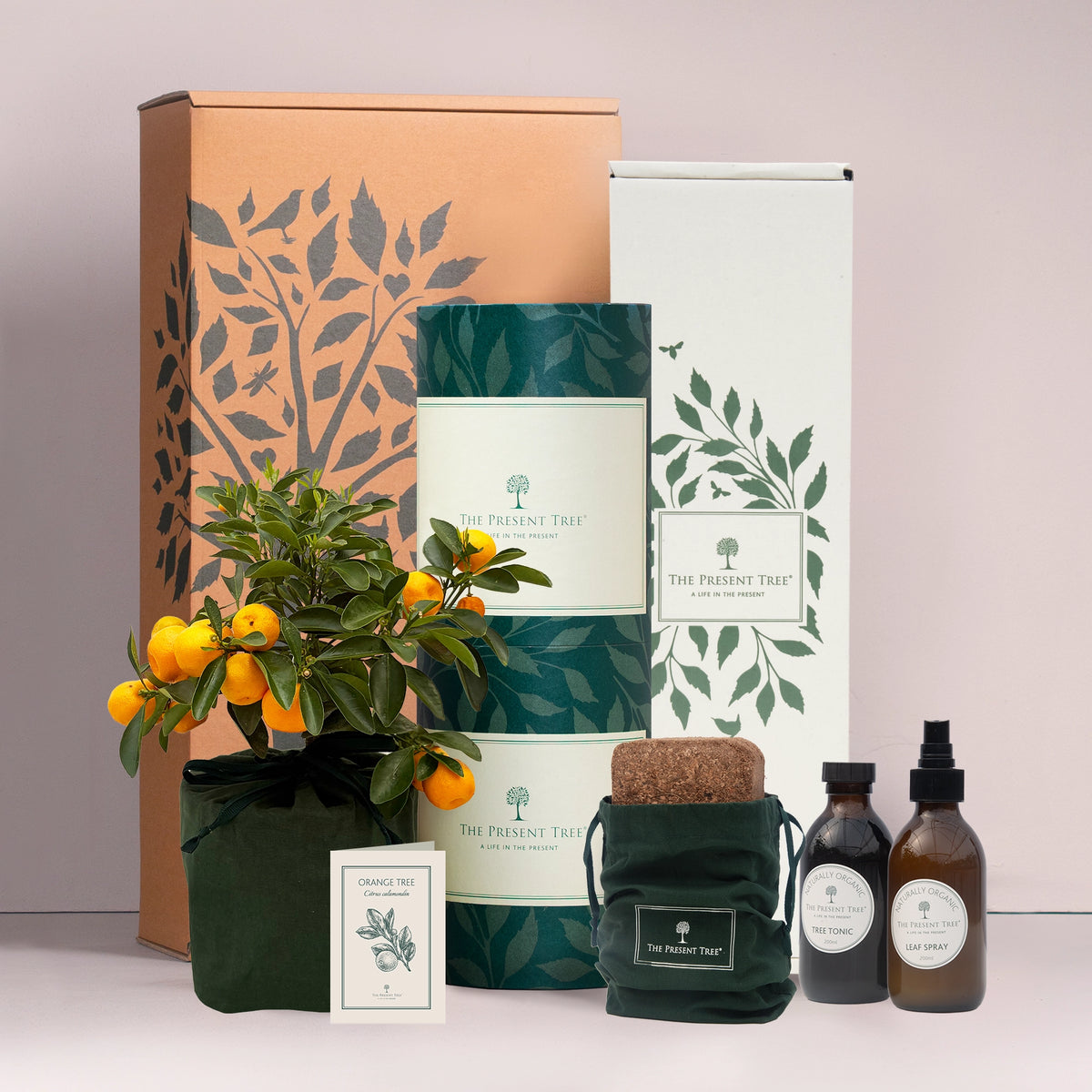 Orange tree gift in green bag with tree care guide and The Present Tree gift hamper, including tree tonic, leaf spray and compost brick, in plain background.