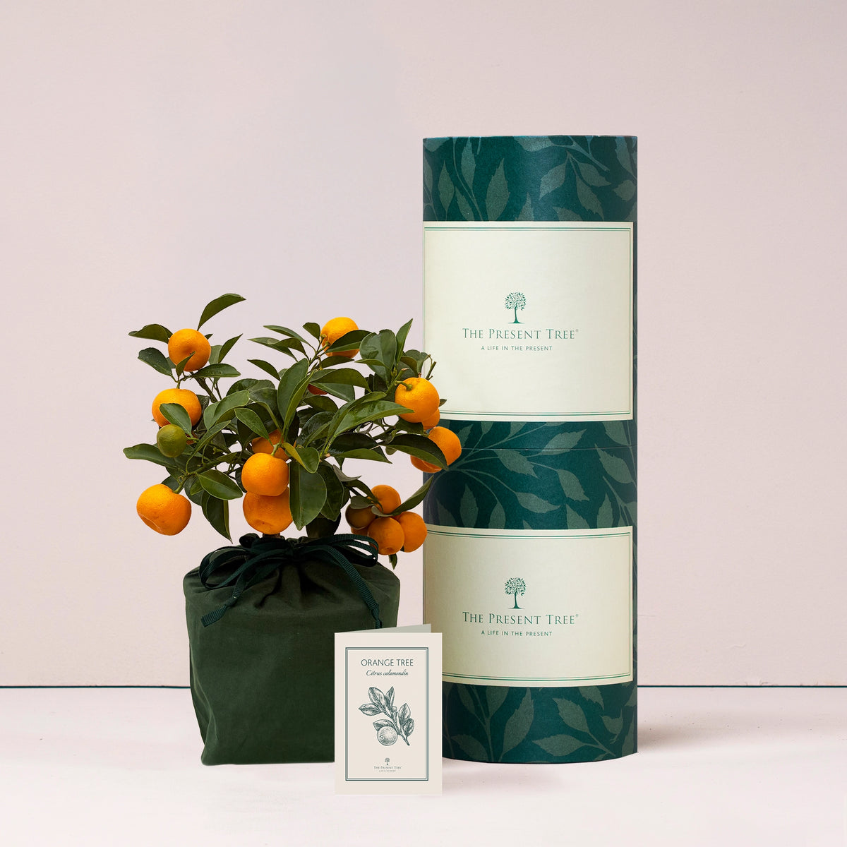 Orange tree gift in green bag with tree care guide and The Present Tree packaging tube on a plain background. 