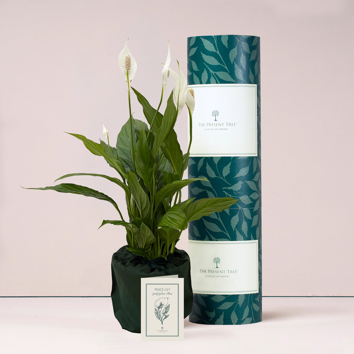 Large Peace Lily gift in green bag with tree care guide and The Present Tree packaging tube on a plain background. 