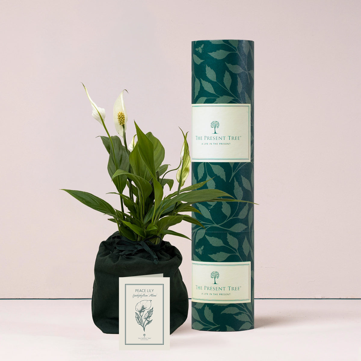 Small Peace Lily gift in green bag with tree care guide and The Present Tree packaging tube on a plain background. 