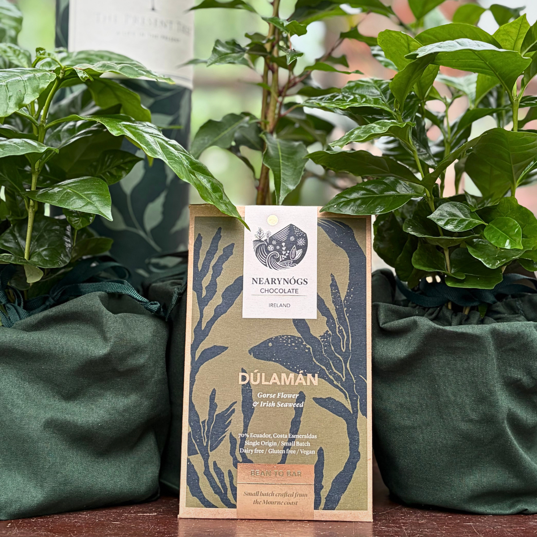 A NearyNógs Gorse Flower & Irish Seaweed chocolate bar with seaweed design and branding, shown standing in between two Coffee trees in green bags, with a The Present Tree tube and Entwined Cherry in the background. 