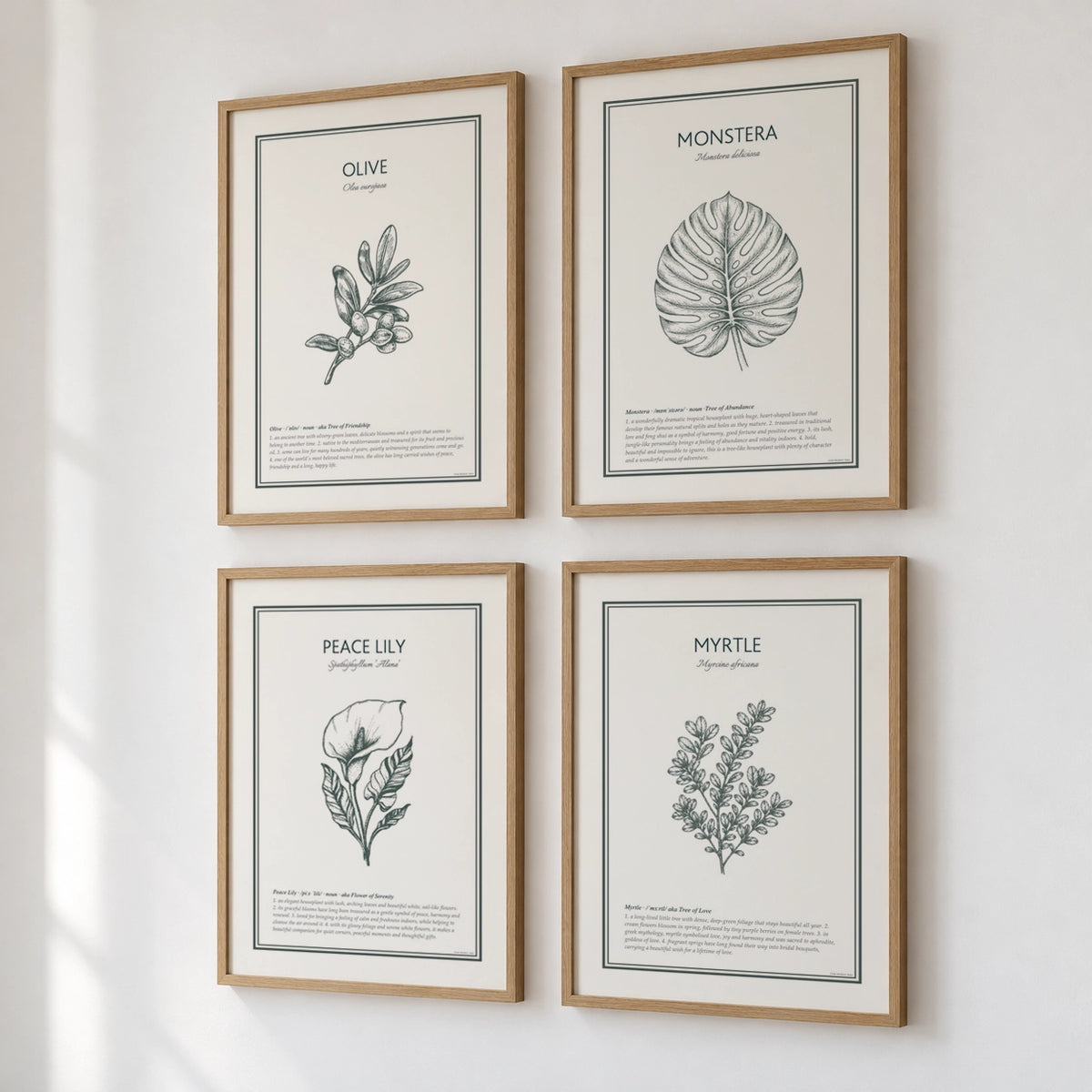 Four framed Botanical Prints - Olive, Monstera, Peace Lily and Myrtle - hanging on a wall.