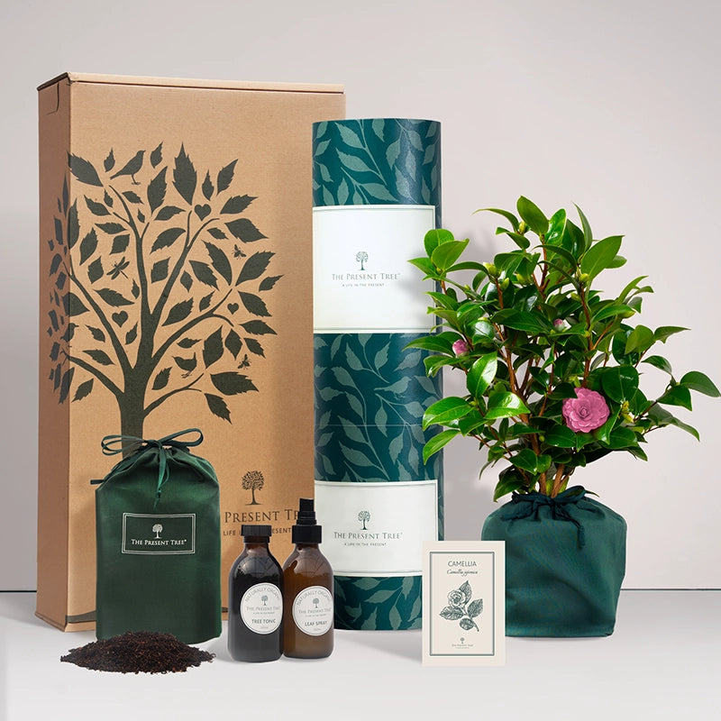 Camellia gift in green bag with tree care guide and The Present Tree gift hamper, including tree tonic, leaf spray and compost brick, on a plain background. 