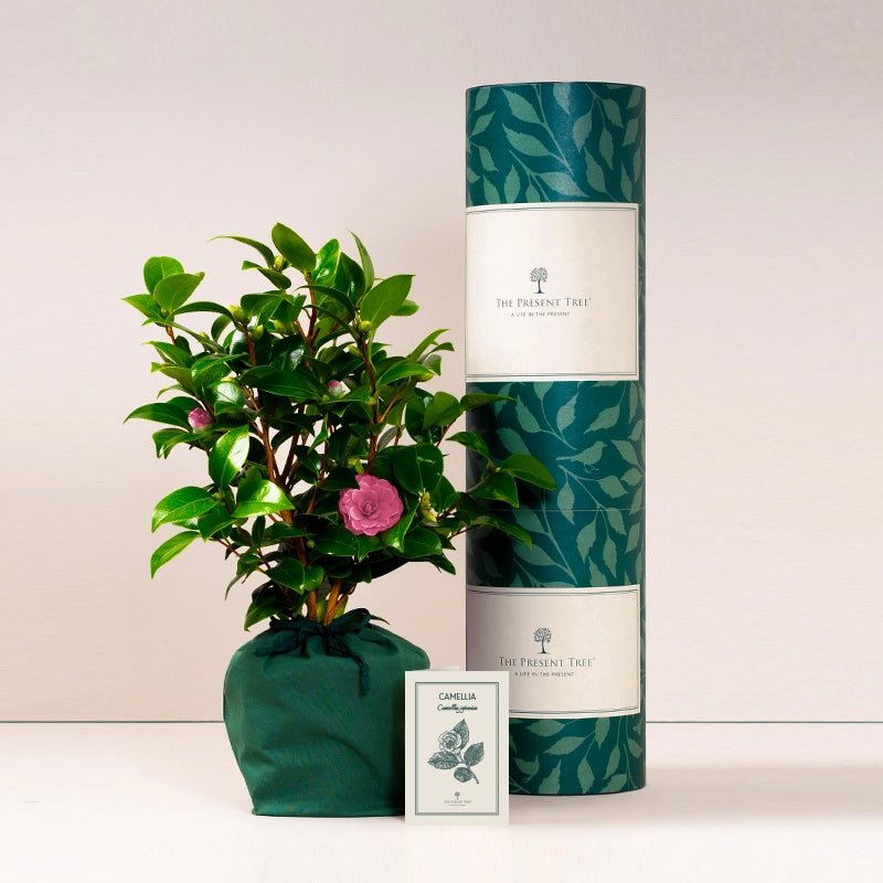 A potted camellia plant with green leaves and a pink bloom stands beside a gift parcels and gift card.