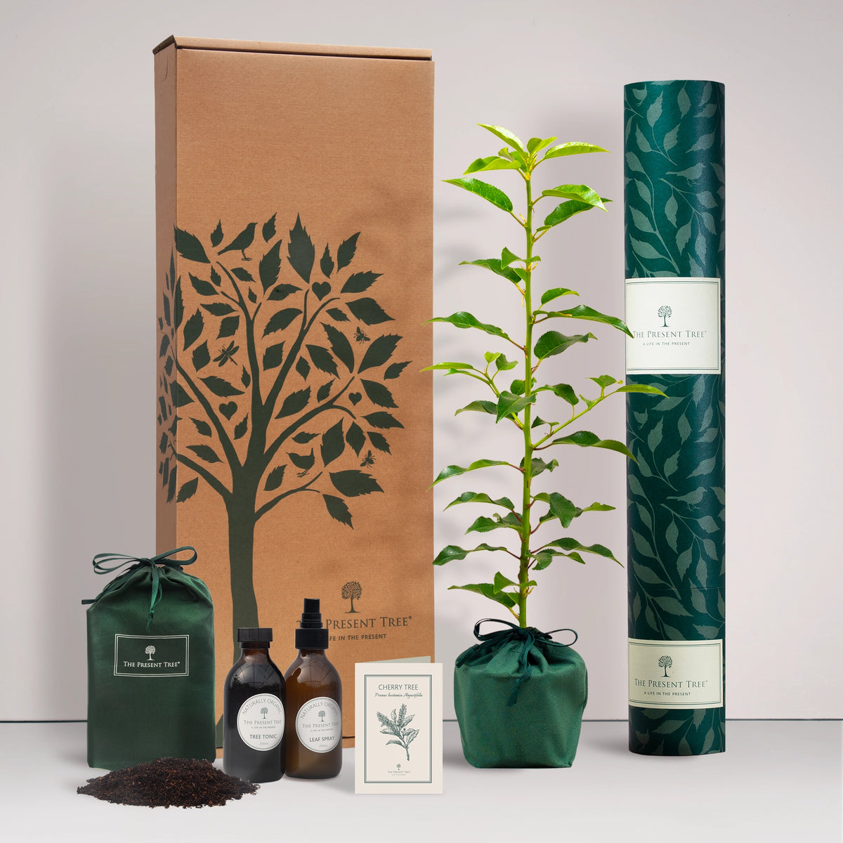 Large Cherry tree gift in a green bag with tree care guide and The Present Tree gift hamper, including tree tonic, leaf spray and compost brick, on a plain background