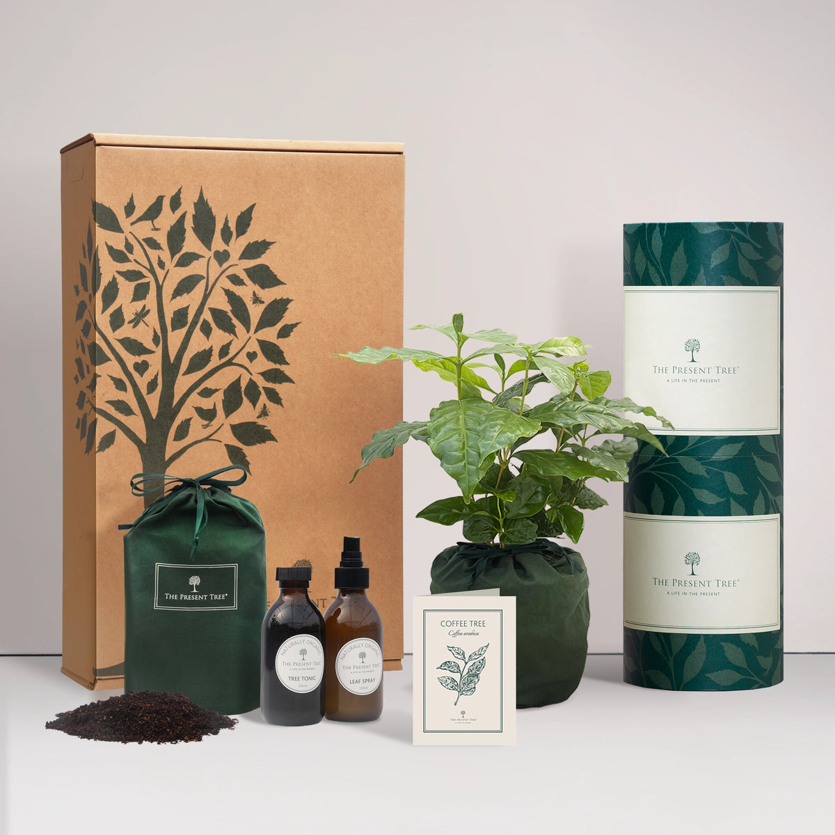 Coffee tree gift in a green bag with tree care guide and The Present Tree gift hamper, including tree tonic, leaf spray and compost brick, on a plain background