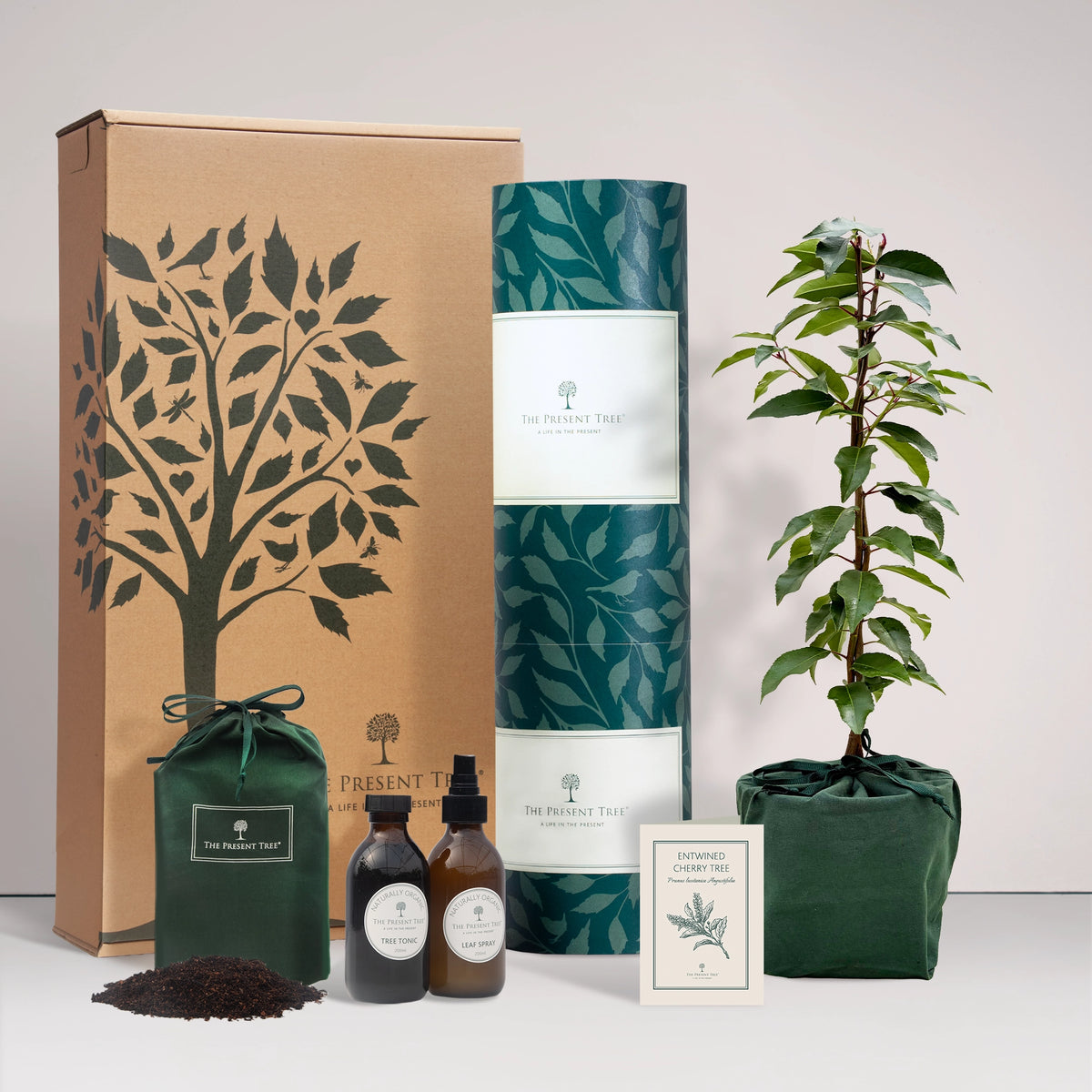 Large Entwined Charry tree gift in a green bag with tree care guide and The Present Tree gift hamper, including tree tonic, leaf spray and compost brick, on a plain background