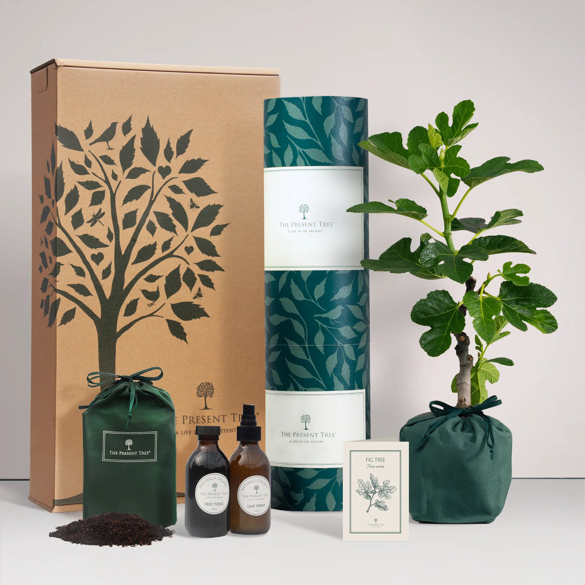 Large Fig tree gift in a green bag with tree care guide and The Present Tree gift hamper, including tree tonic, leaf spray and compost brick, on a plain background