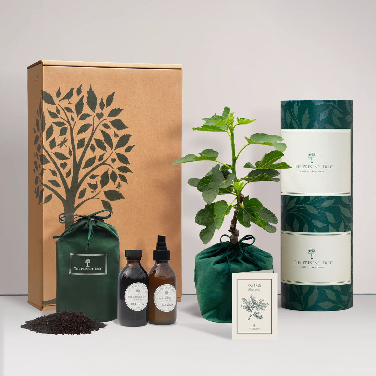 Small Fid tree gift in a green bag with tree care guide and The Present Tree gift hamper, including tree tonic, leaf spray and compost brick, on a plain background