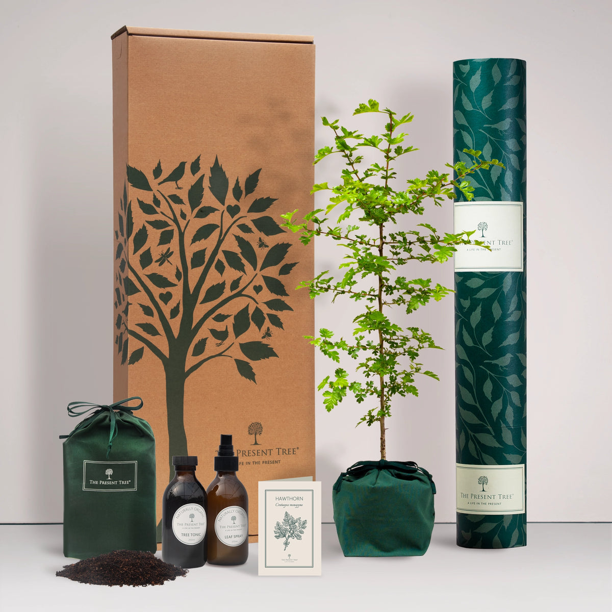 Large Hawthorn tree gift in a green bag with tree care guide and The Present Tree gift hamper, including tree tonic, leaf spray and compost brick, on a plain background