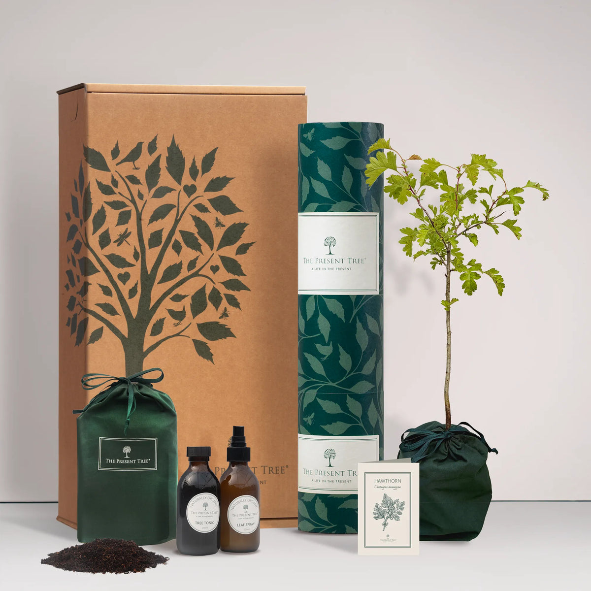 Small Hawthorn tree gift in a green bag with tree care guide and The Present Tree gift hamper, including tree tonic, leaf spray and compost brick, on a plain background