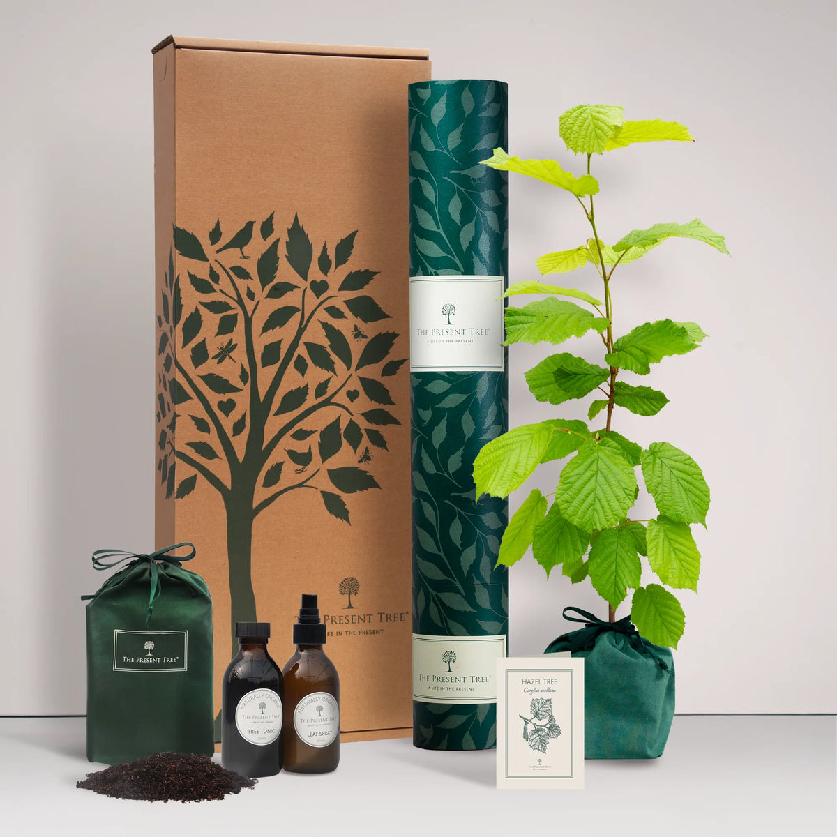 Large Hazel tree gift in a green bag with tree care guide and The Present Tree gift hamper, including tree tonic, leaf spray and compost brick, on a plain background