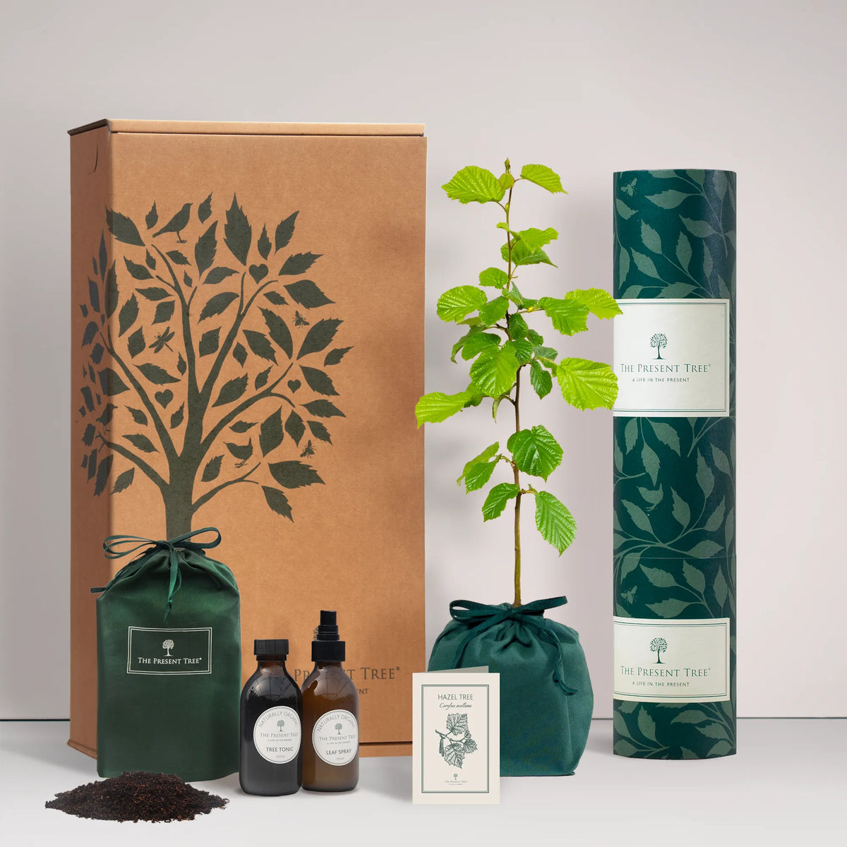 Small Hazel tree gift in a green bag with tree care guide and The Present Tree gift hamper, including tree tonic, leaf spray and compost brick, on a plain background