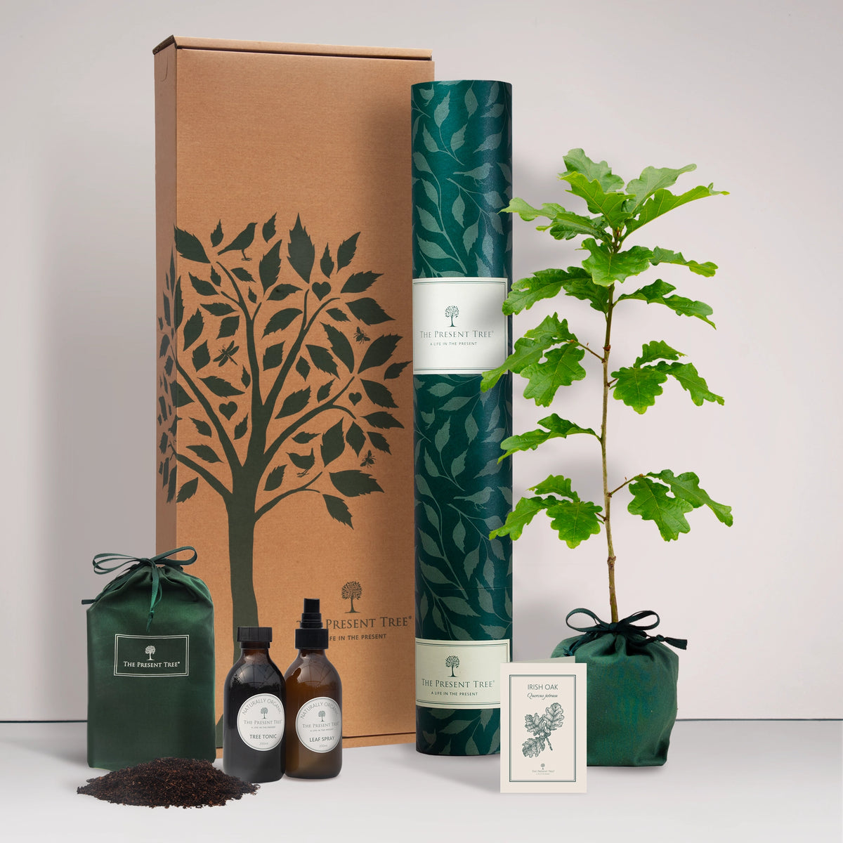 Large Irish Oak tree gift in a green bag with tree care guide and The Present Tree gift hamper, including tree tonic, leaf spray and compost brick, on a plain background
