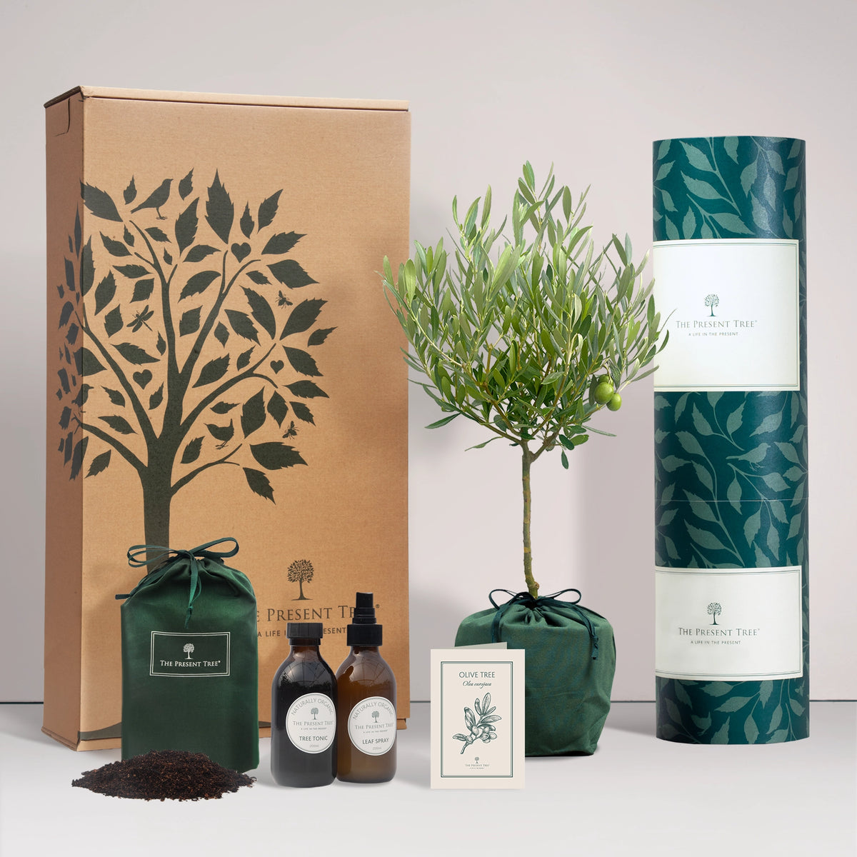 Large Olive tree gift in a green bag with tree care guide and The Present Tree gift hamper, including tree tonic, leaf spray and compost brick, on a plain background