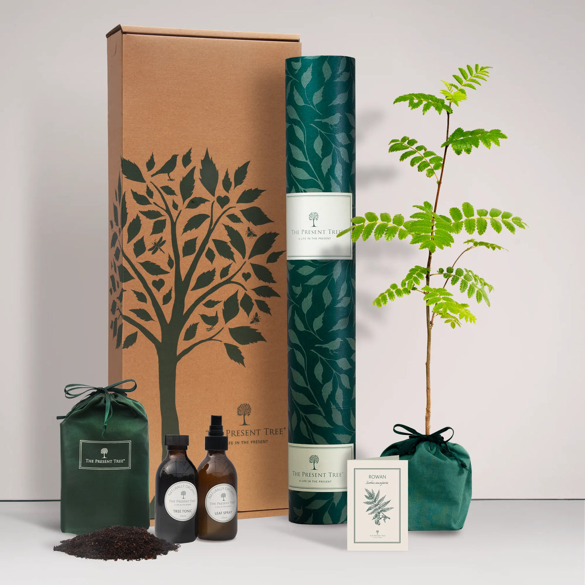 Large Rowan tree gift in a green bag with tree care guide and The Present Tree gift hamper, including tree tonic, leaf spray and compost brick, on a plain background