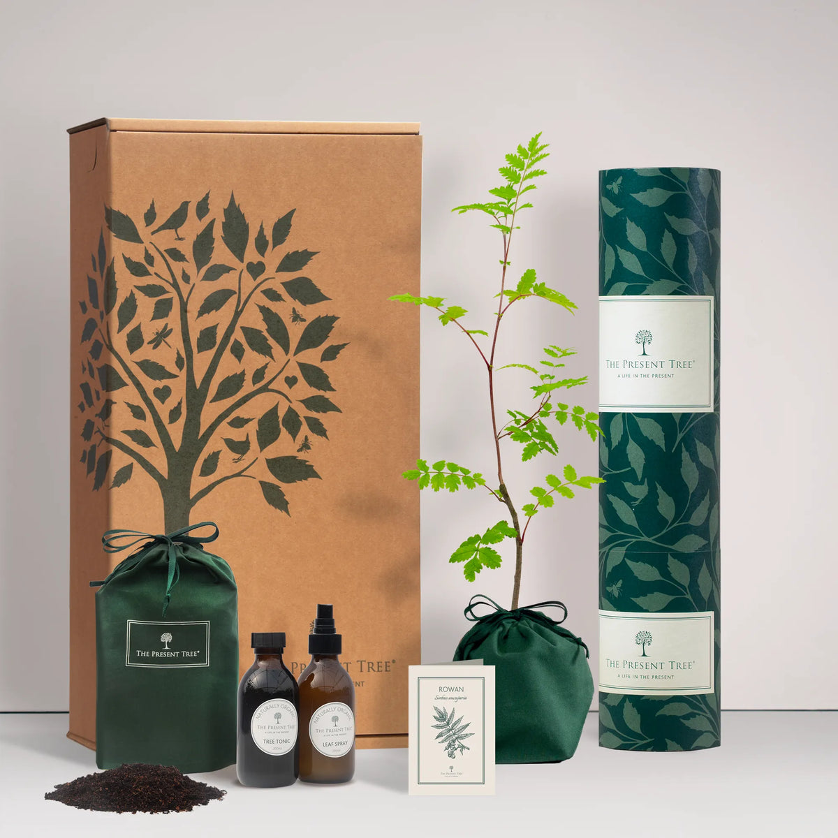 Small Rowan tree gift in a green bag with tree care guide and The Present Tree gift hamper, including tree tonic, leaf spray and compost brick, on a plain background