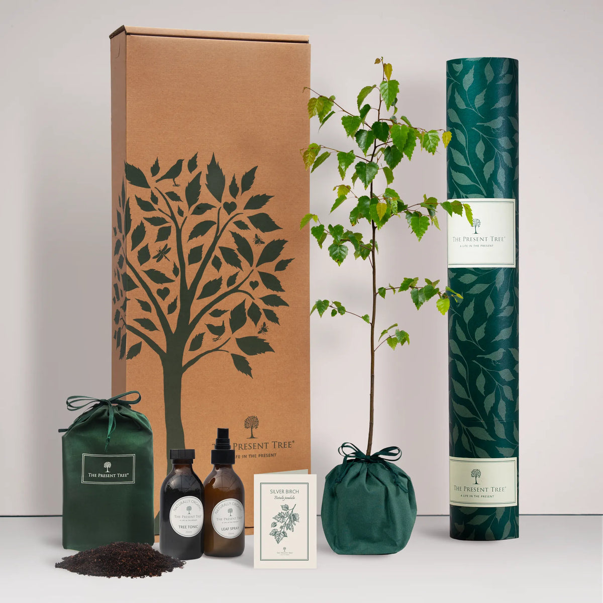 Large Silverbirch tree gift in a green bag with tree care guide and The Present Tree gift hamper, including tree tonic, leaf spray and compost brick, on a plain background