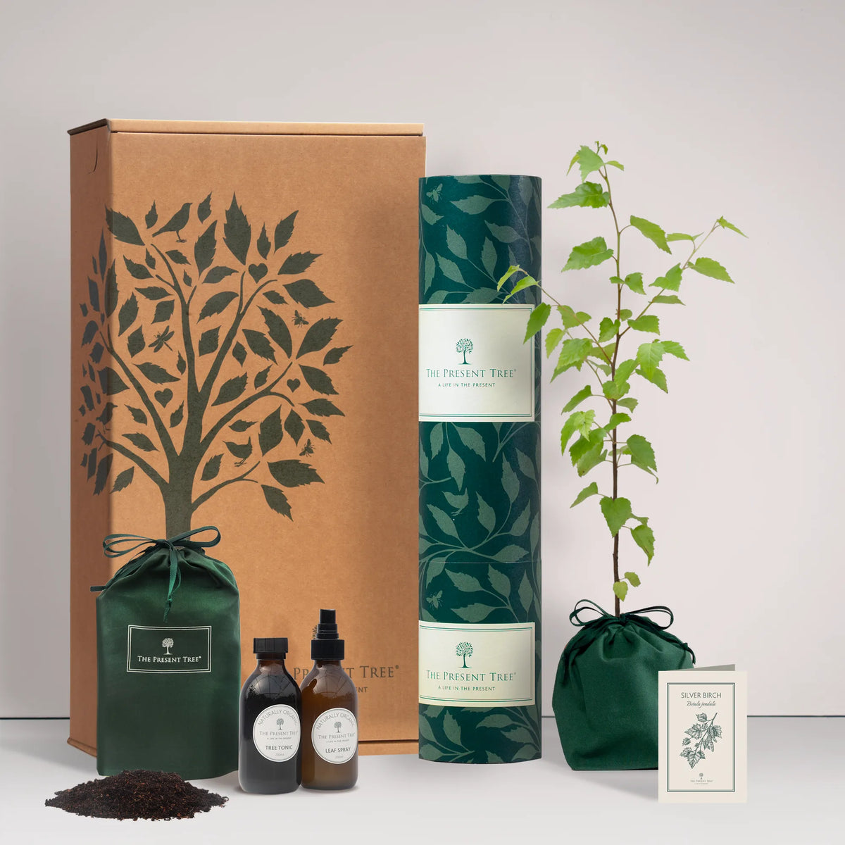 Small Silverbirch tree gift in a green bag with tree care guide and The Present Tree gift hamper, including tree tonic, leaf spray and compost brick, on a plain background