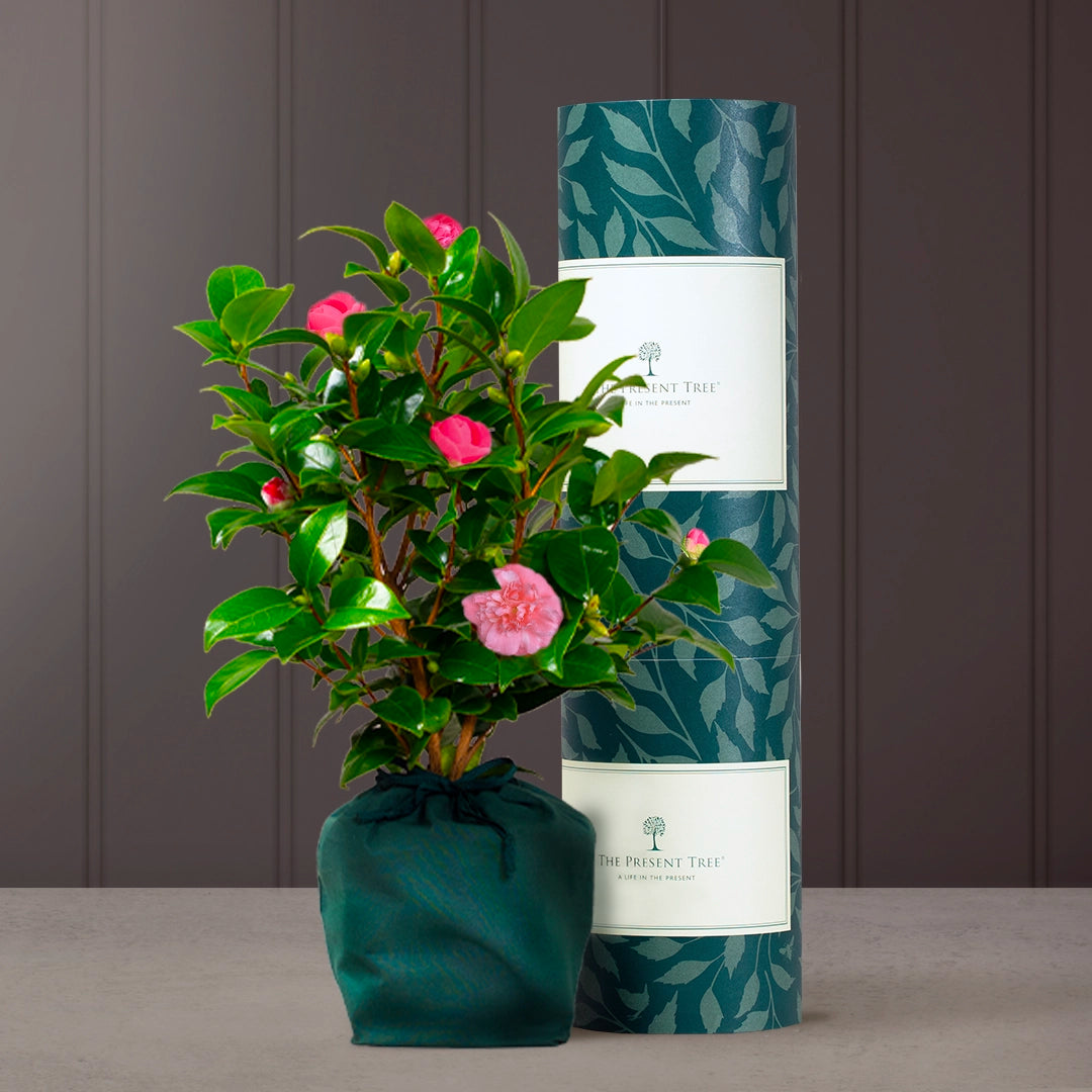 A camellia gift 