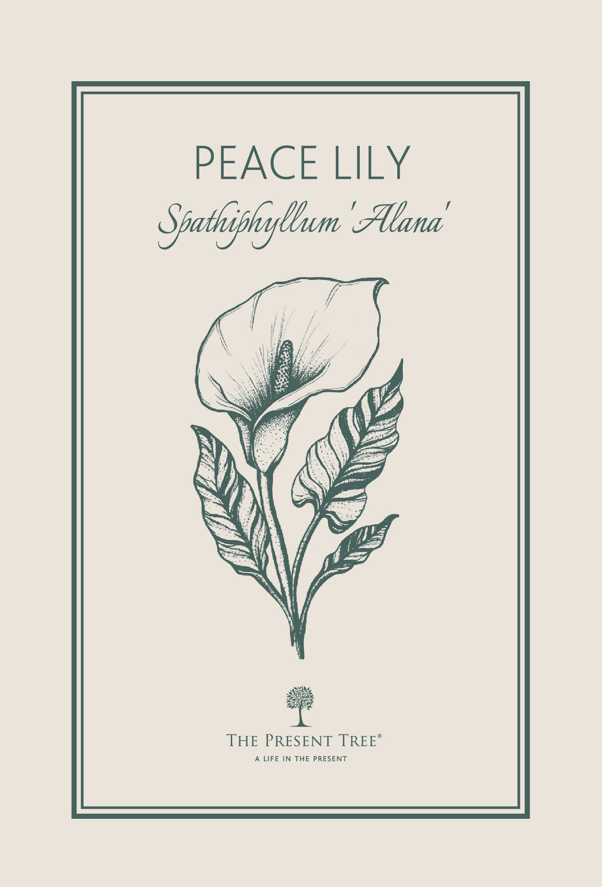 Peace Lily botanical card with latin name