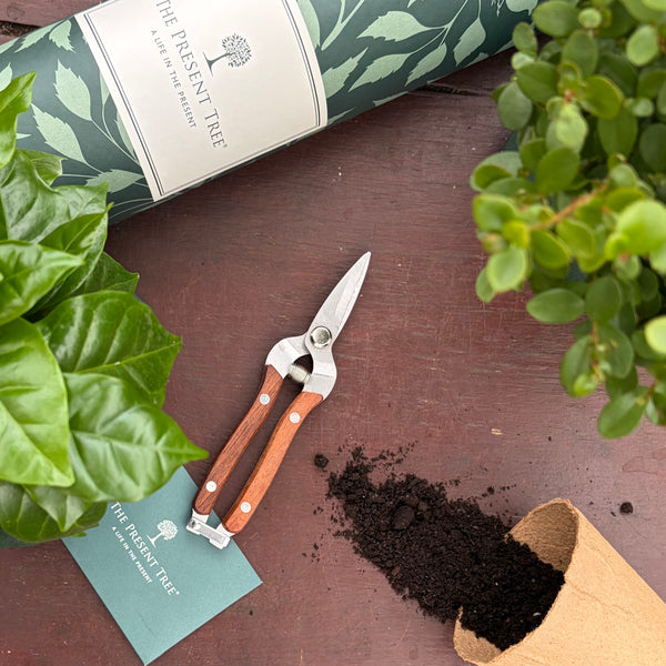 Garden snips laying closed on table surrounding by tree leaves, compost and The Present Tree tube and envelope