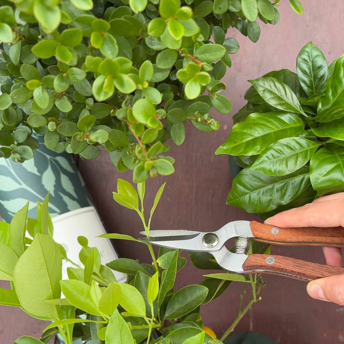 Garden snips pruning a small tree stem