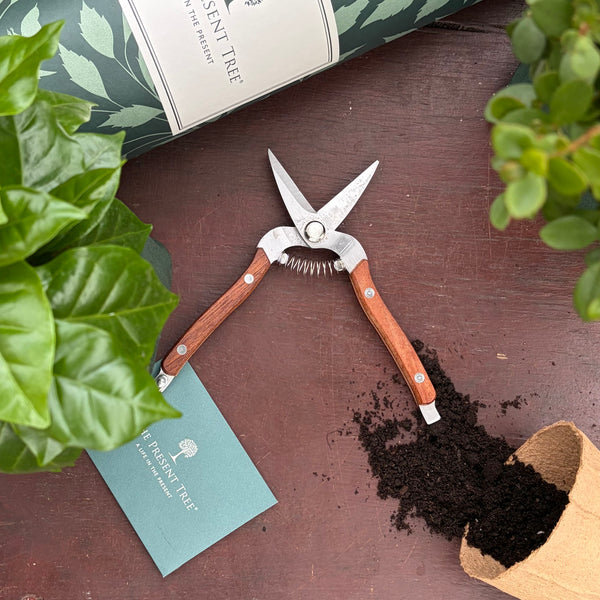 Garden snips laying open on table surrounding by tree leaves, compost and The Present Tree tube. 