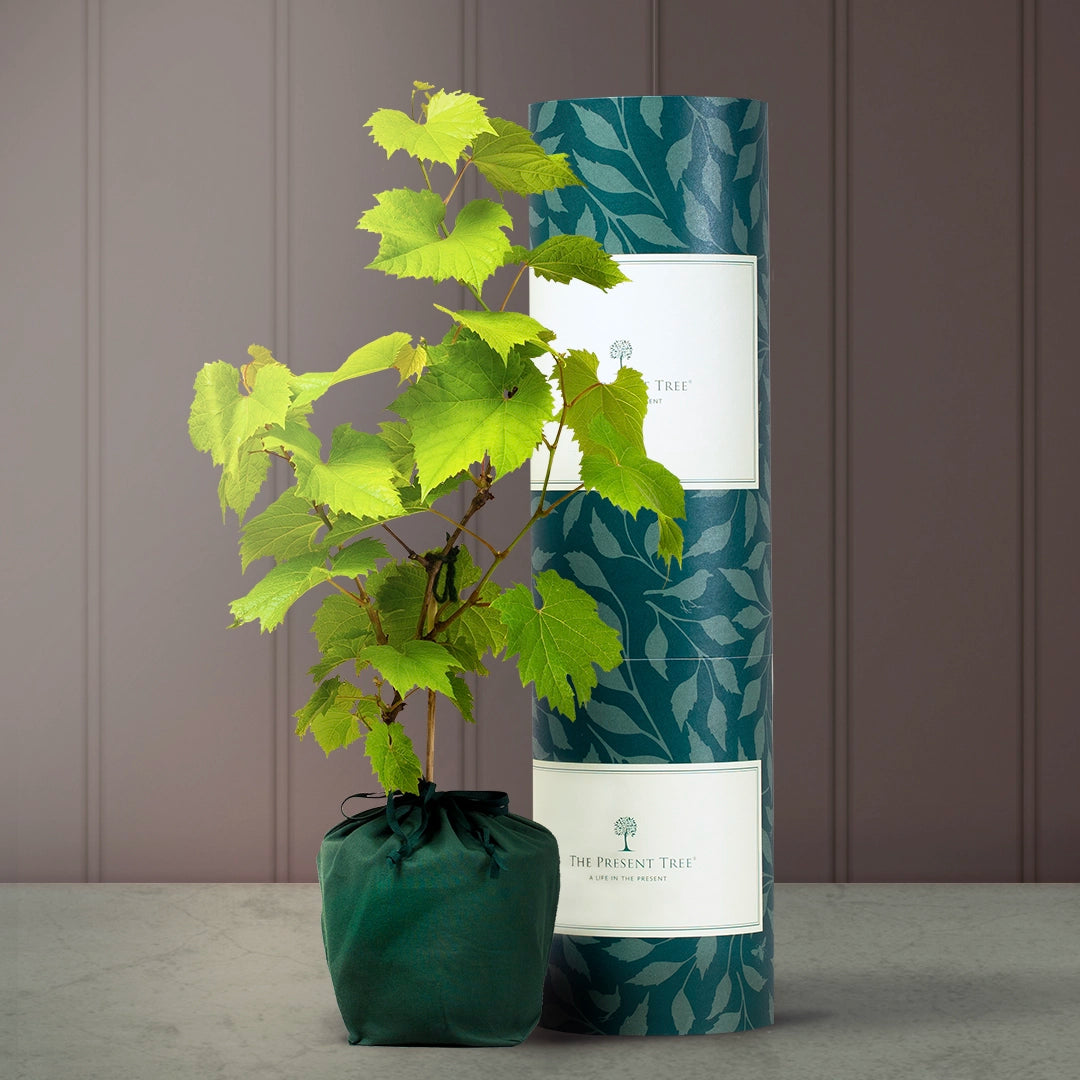 How To Plant A Tree In A Pot | Garden Tips | The Present Tree