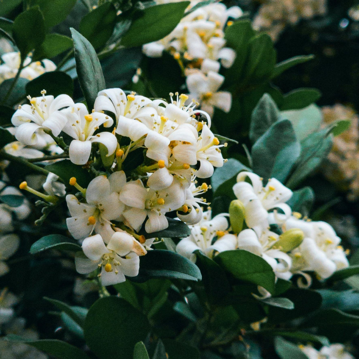 Close up of Jasmine plant with white blossoms 