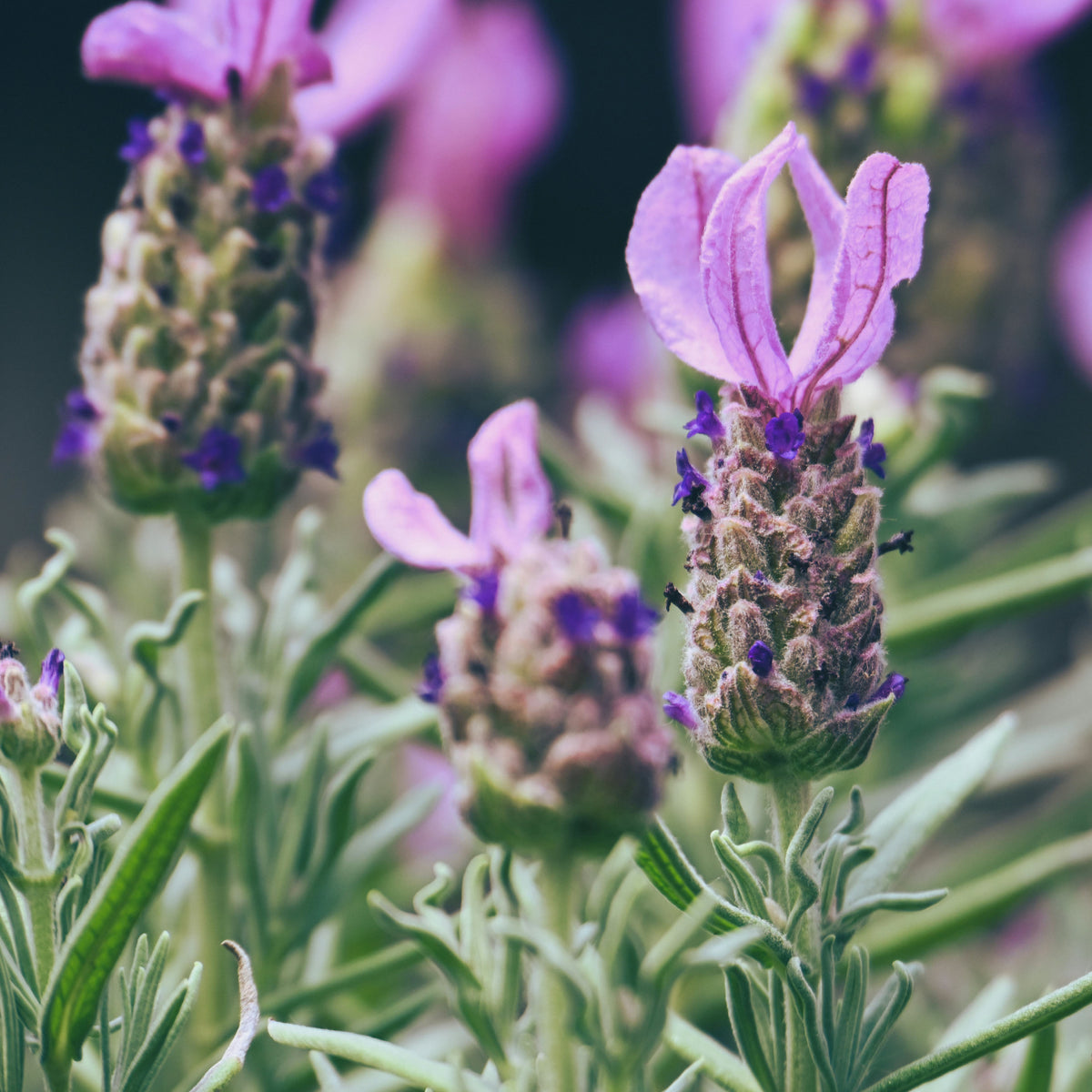 Close up of Lavender Blossoms and leaves