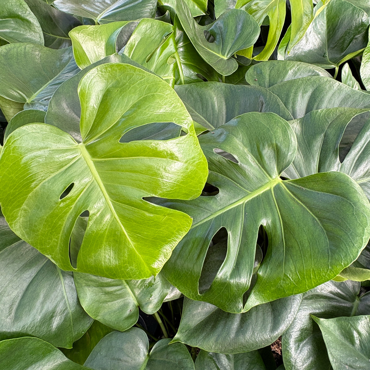 Close up of large Monstera leaves 