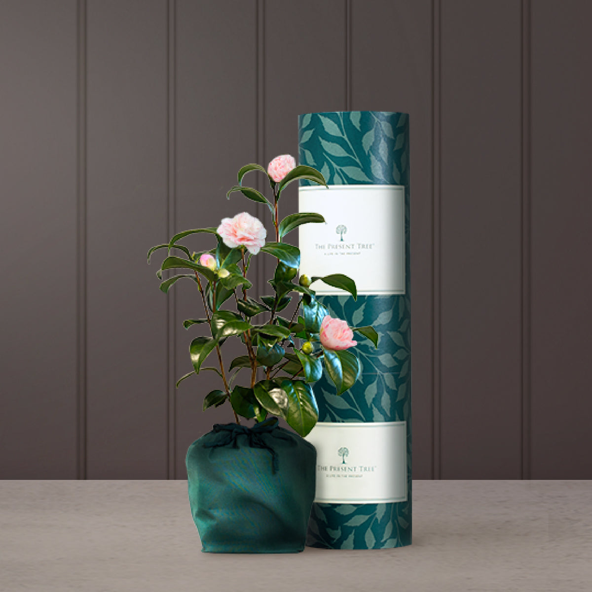 Camellia gift with green bag and The Present Tree tube in plain background