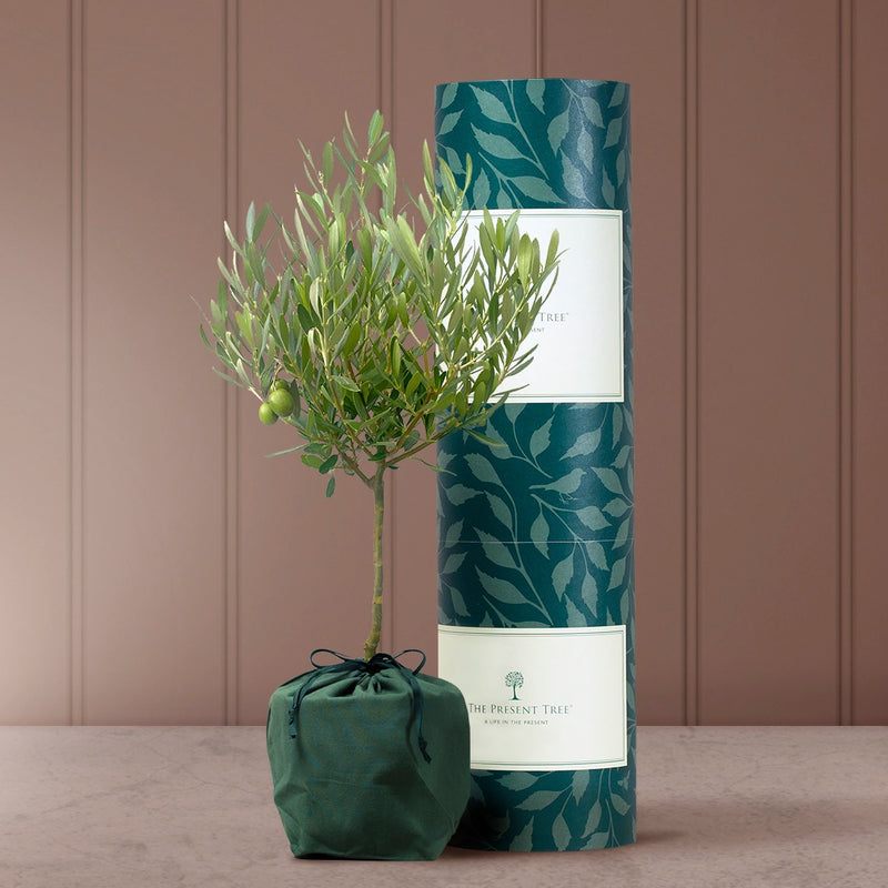 How To Plant A Tree In A Pot | Garden Tips | The Present Tree