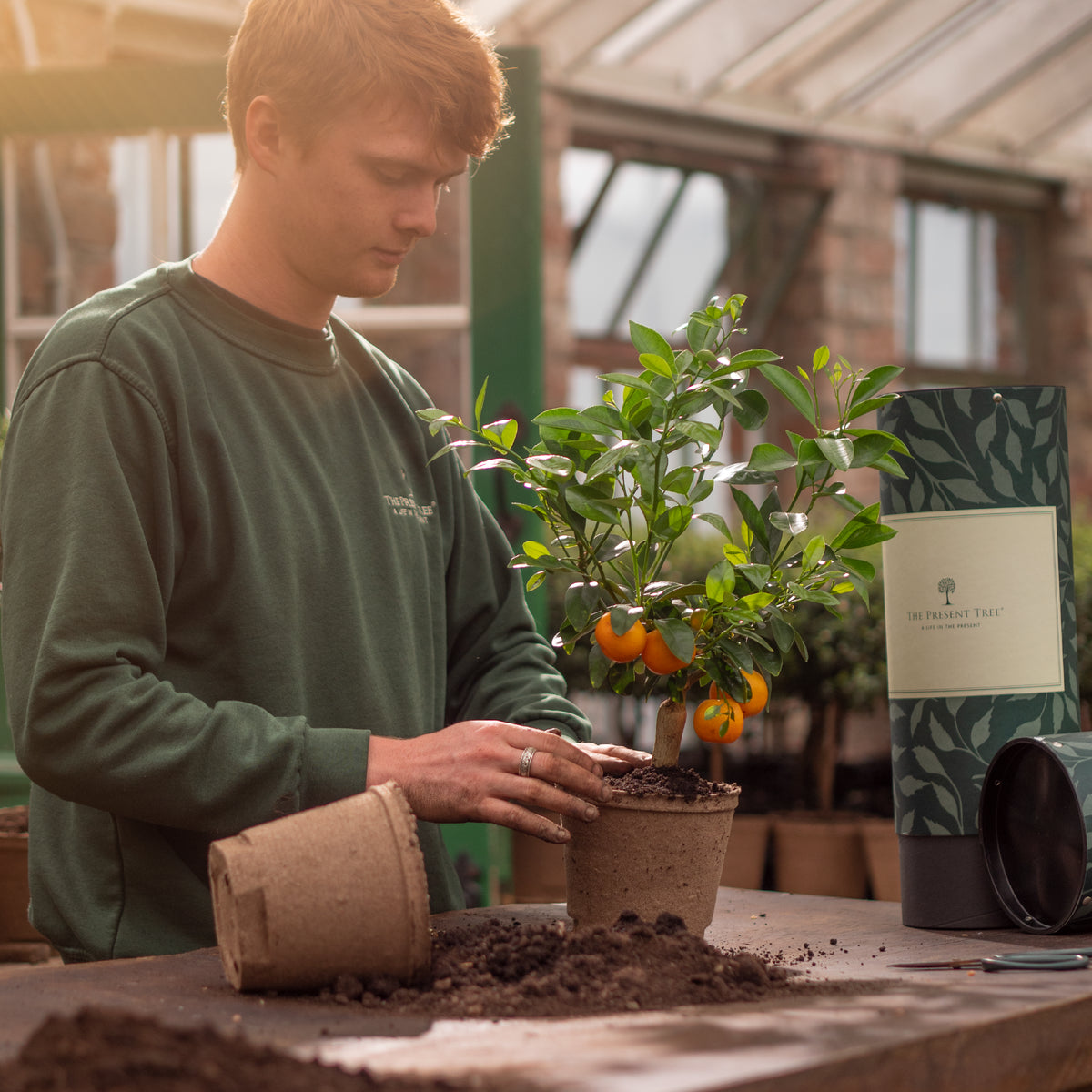 Person potting an orange tree in a greenhouse