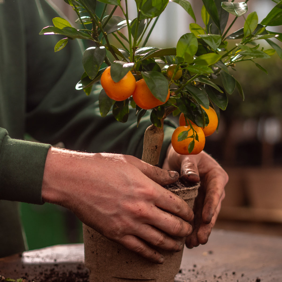 Person holding a potted citrus plant with small oranges
