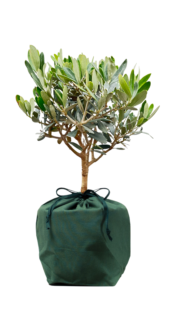 Trees Symbolising Friendship – 3 Trees that Symbolize Friendship ...