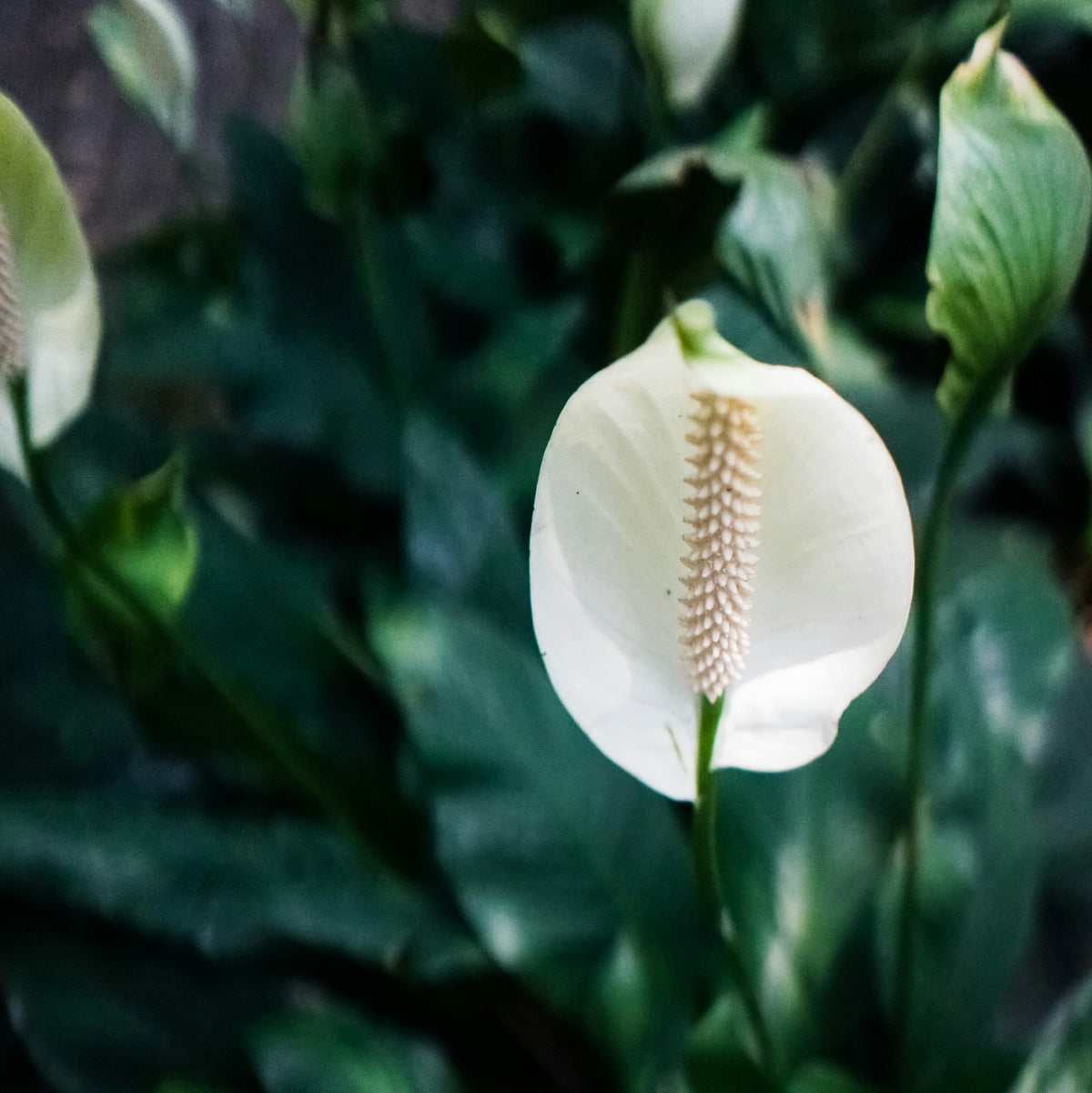 Close up of a Peace Lily blossom 