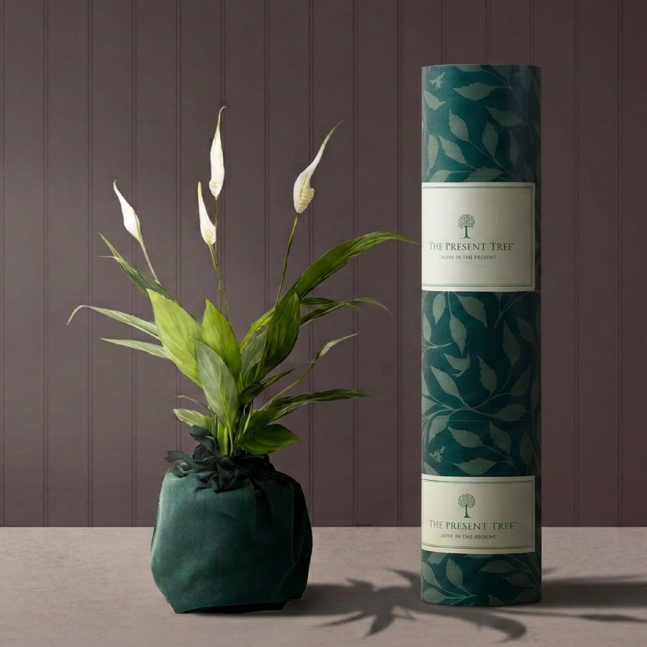 Peace Lily Gift | The Present Tree | Best House Plants
