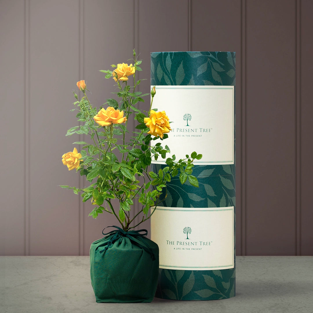 Flowering Rose Gift | The Present Tree | Gifts Symbolising Love