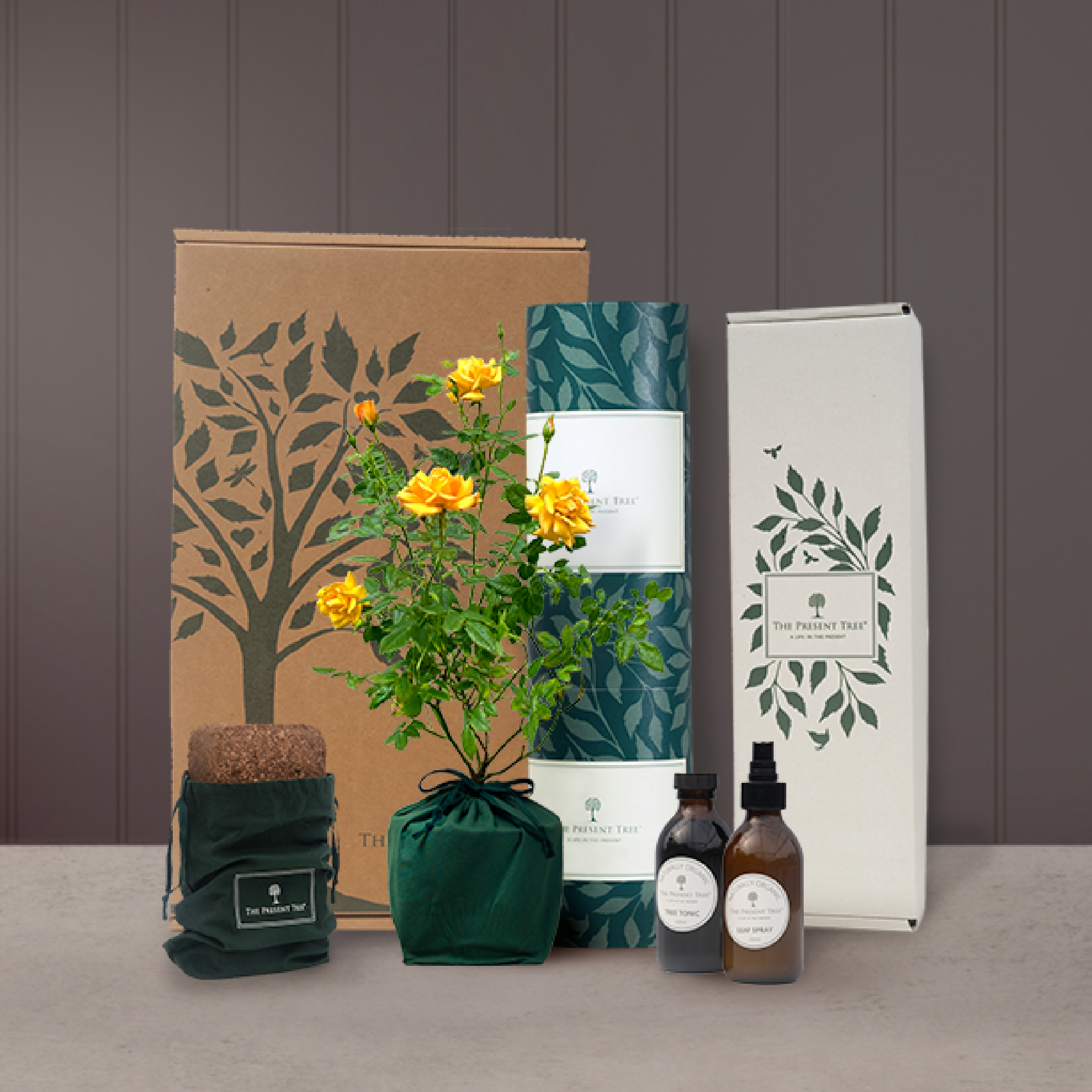 Flowering Rose Plant | The Present Tree | Gifts Symbolising Love