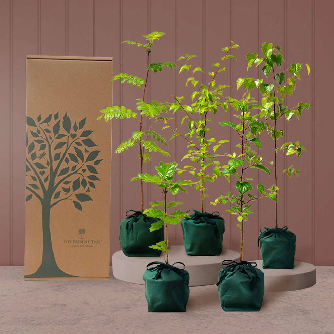 Group of trees on platform with plain background and a multi hamper box