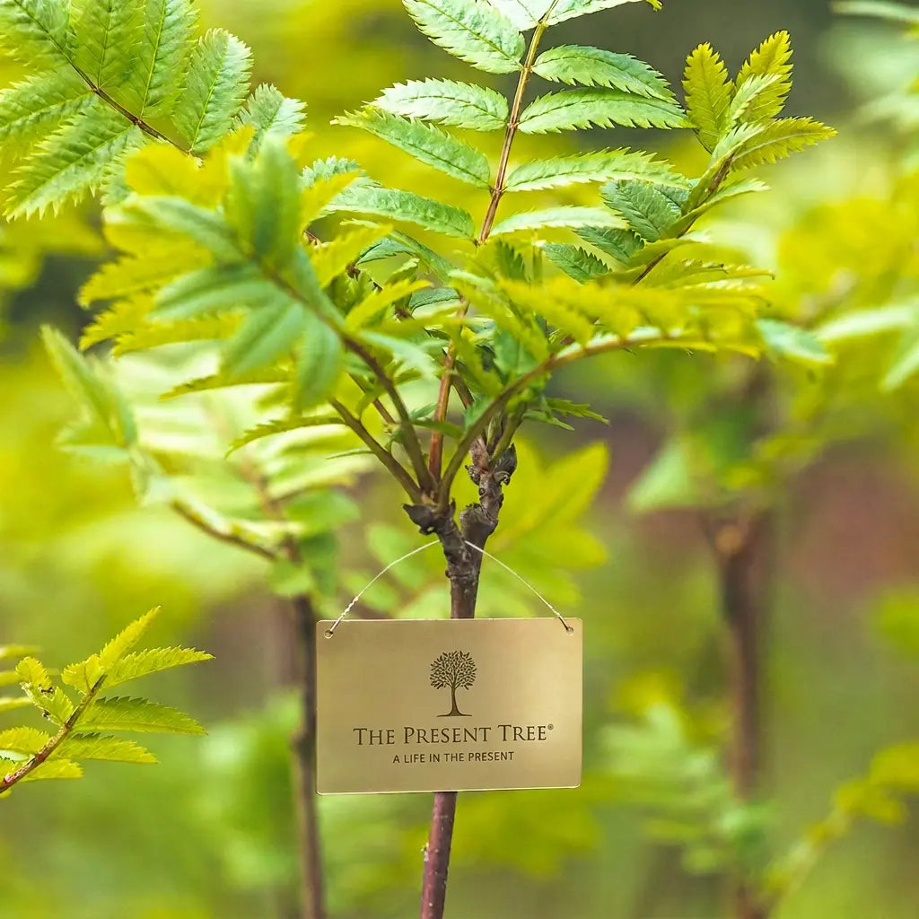 Beautifully Presented, Thoughtfully Personalised