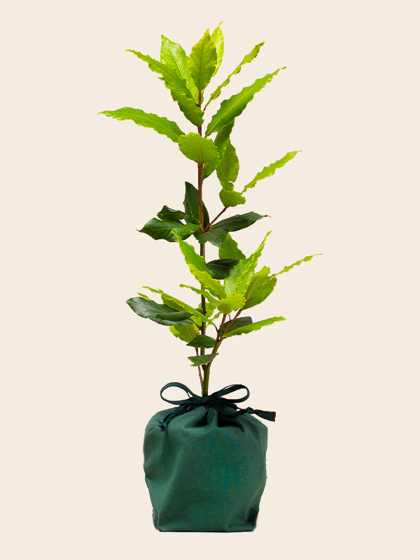 Bay Tree Tree and Plant Gifts The Present Tree