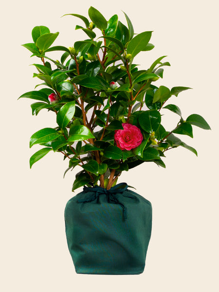 Camellia tree gift 